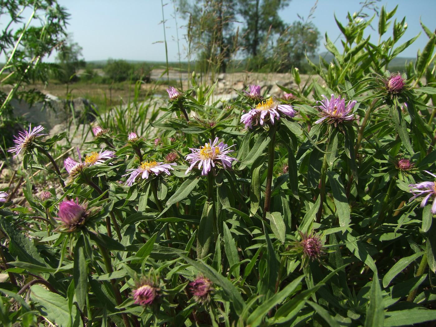 Изображение особи Aster sibiricus.