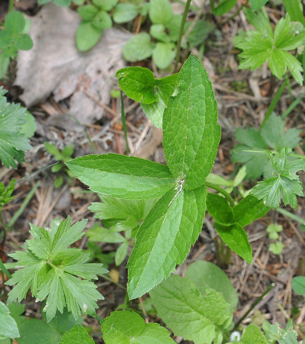 Изображение особи Astrantia maxima.