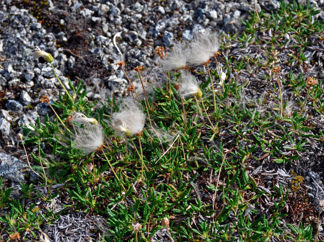 Image of genus Dryas specimen.