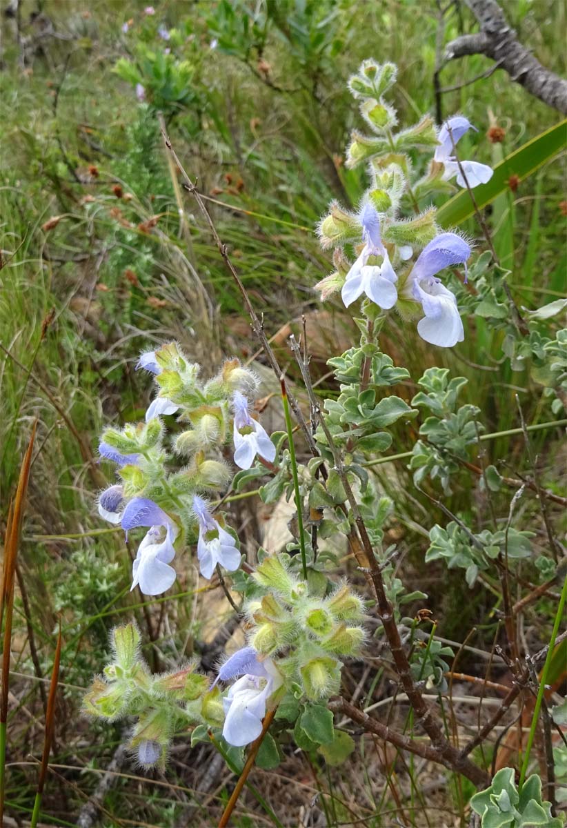 Image of Salvia africana specimen.