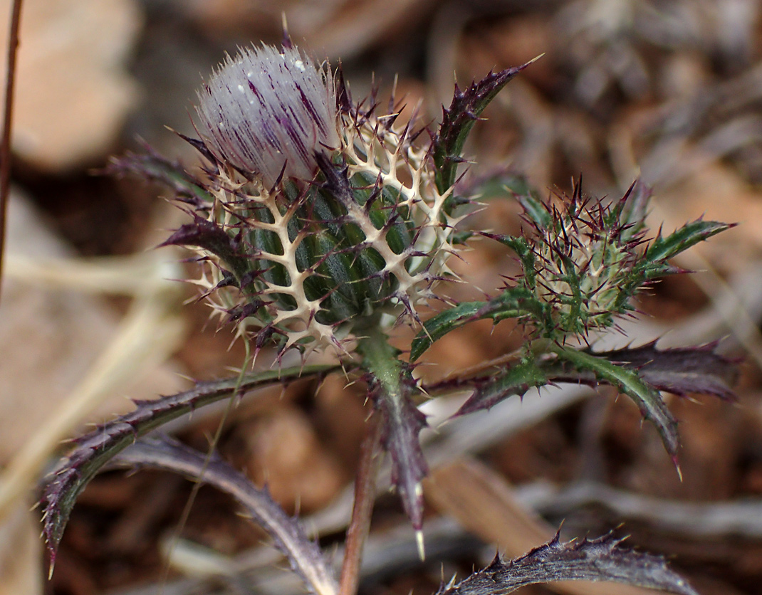 Image of Atractylis cancellata specimen.