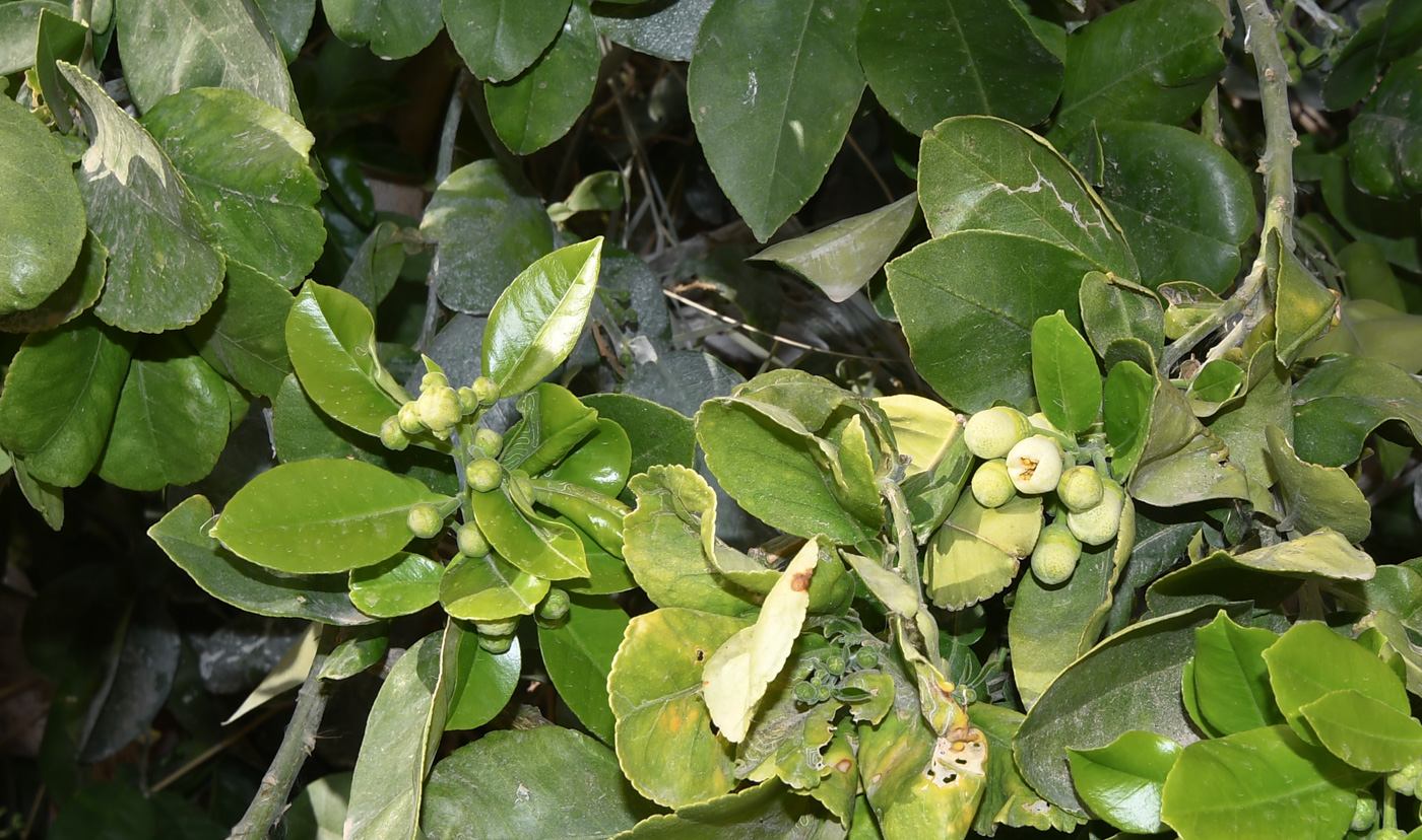 Image of Citrus maxima specimen.