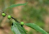 Celtis caucasica. Верхушка ветви с незрелыми плодами и листьями. Узбекистан, Ташкентская обл., южный склон Чаткальского хребта, бассейн р. Ахангаран, водораздел рек Каттасая и Дукентсая, выше г. Янгиабад. 10.05.2019.