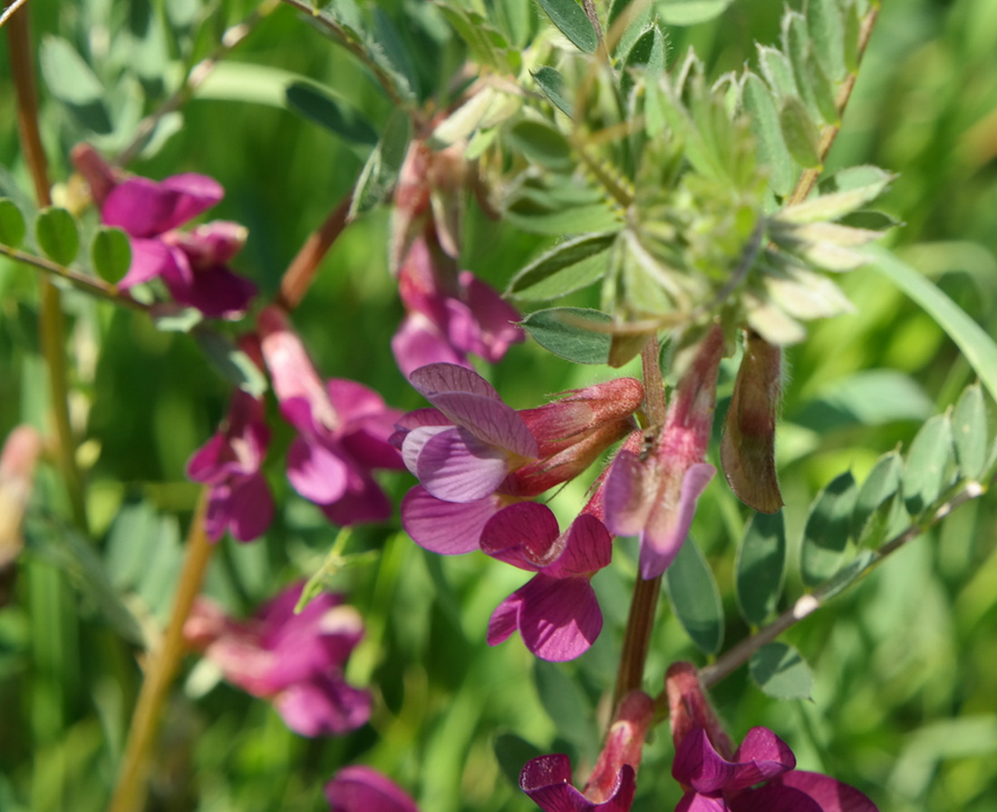 Image of Vicia striata specimen.