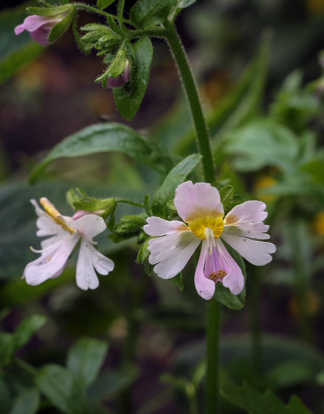 Image of genus Schizanthus specimen.