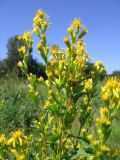 Solidago virgaurea