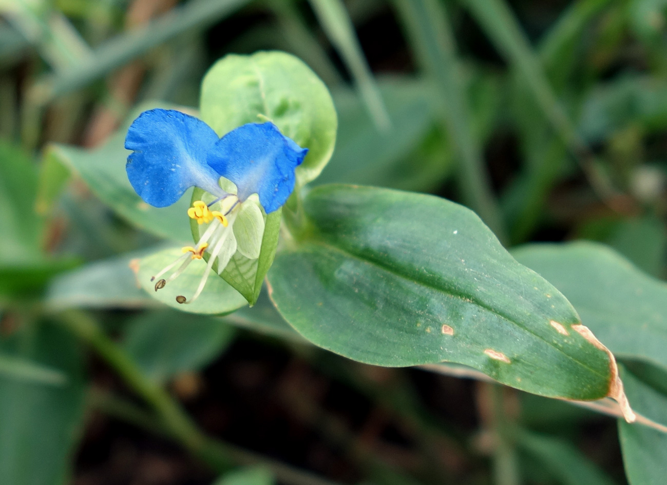 Image of Commelina communis specimen.