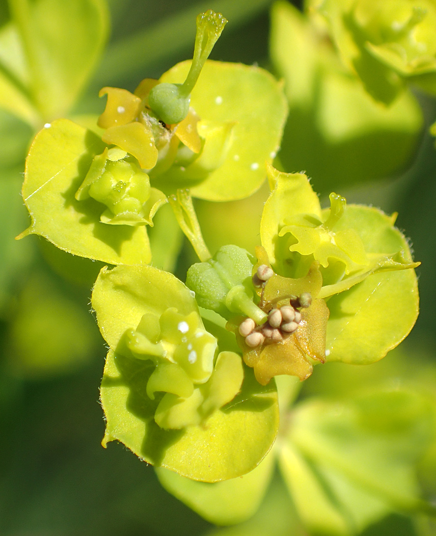 Image of Euphorbia virgata specimen.