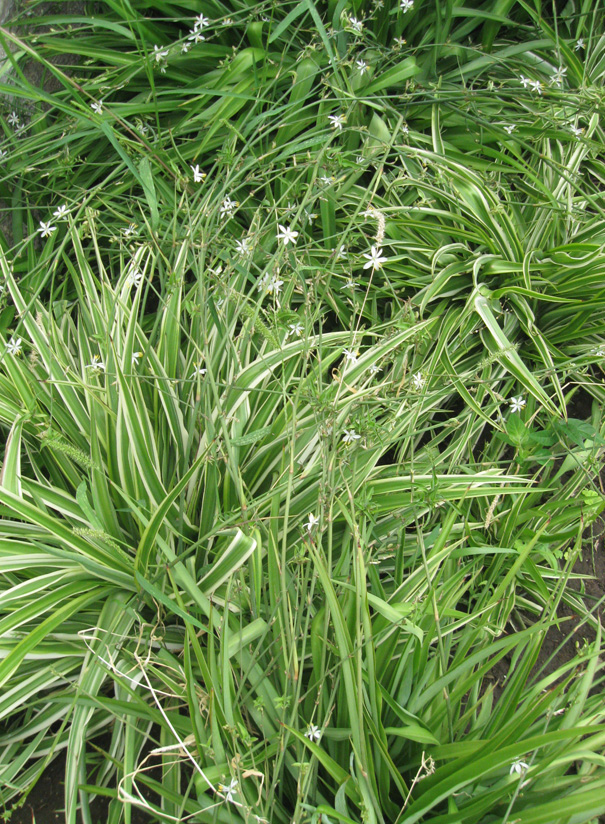 Image of Chlorophytum comosum specimen.