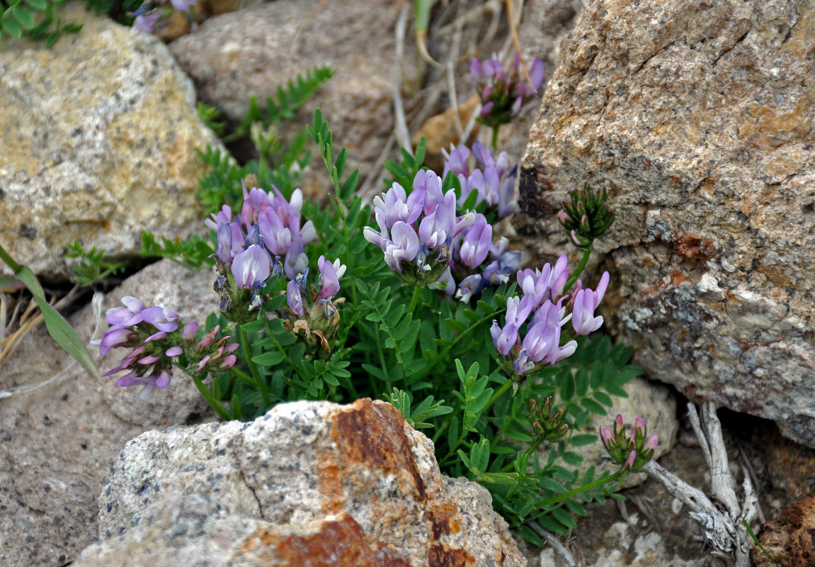 Image of Astragalus tibetanus specimen.