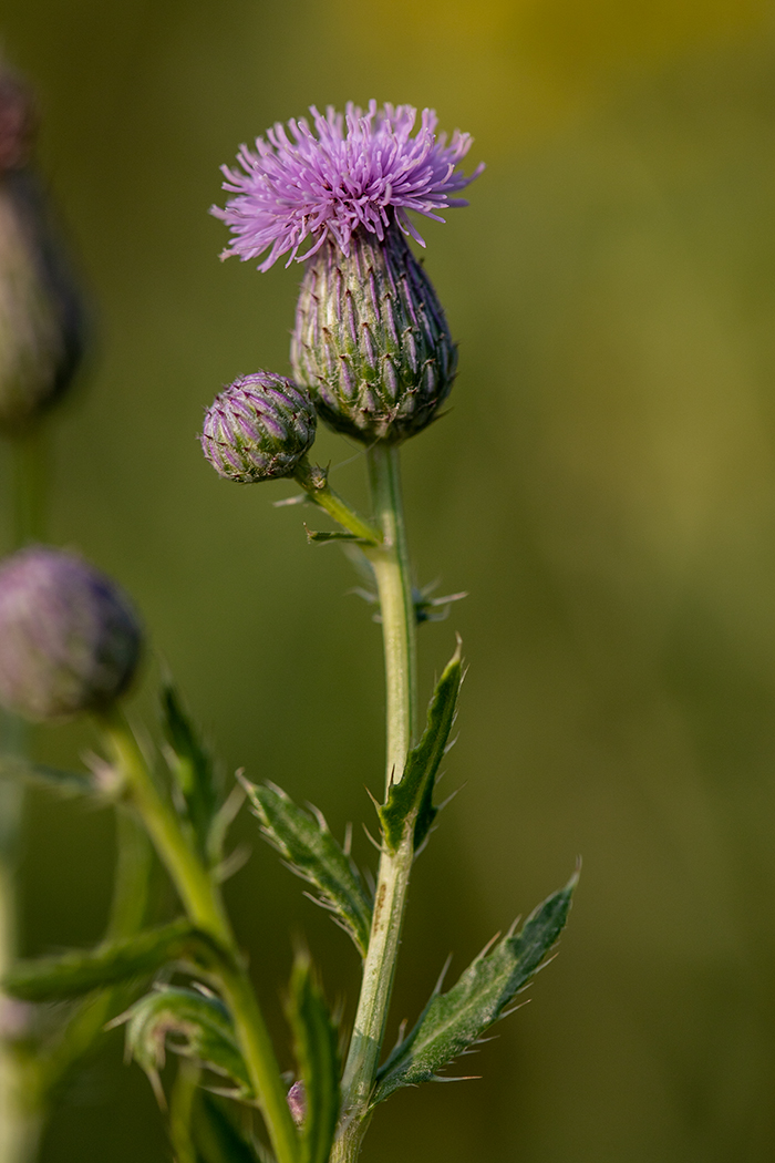 Image of Cirsium setosum specimen.