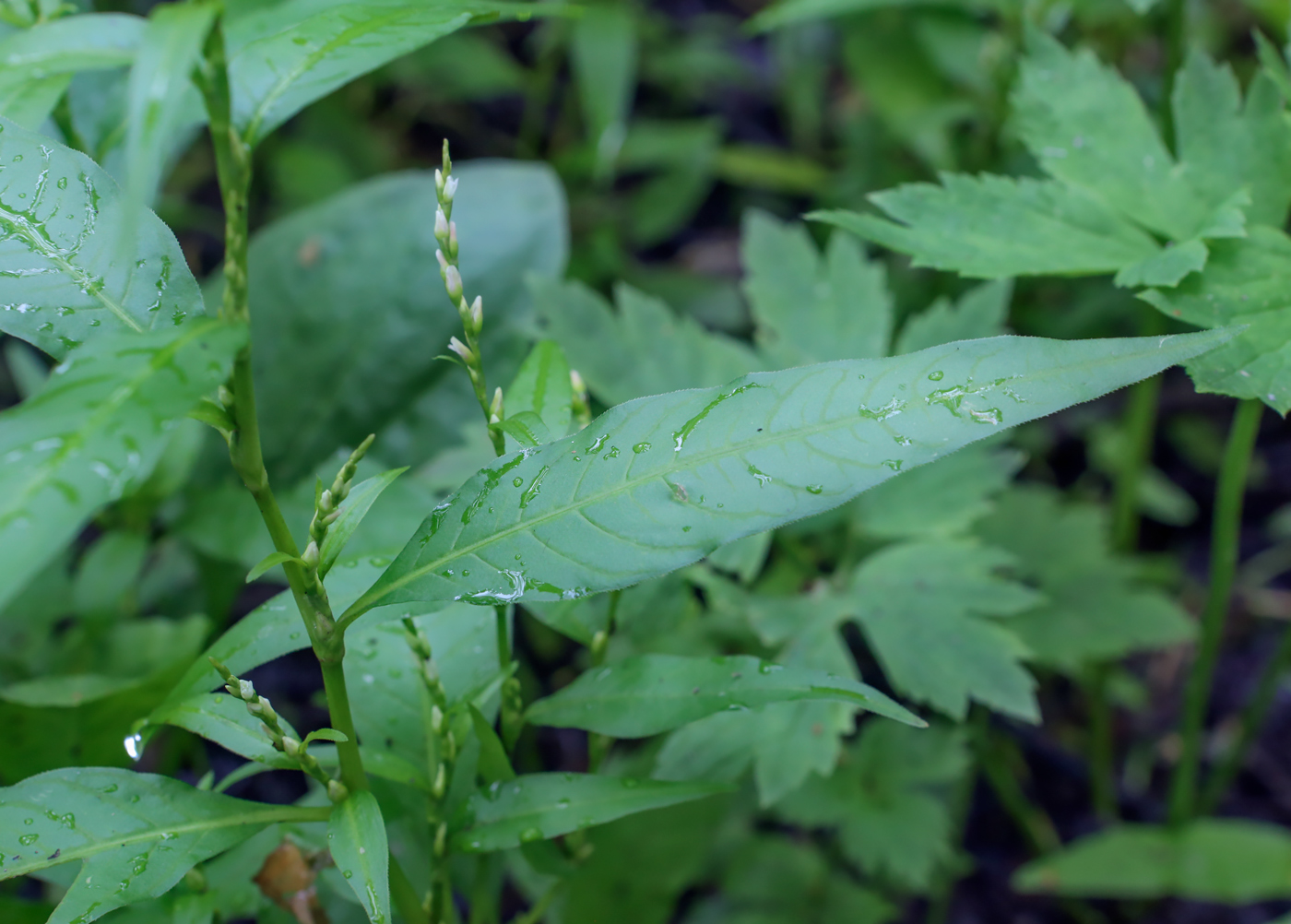 Image of Persicaria hydropiper specimen.