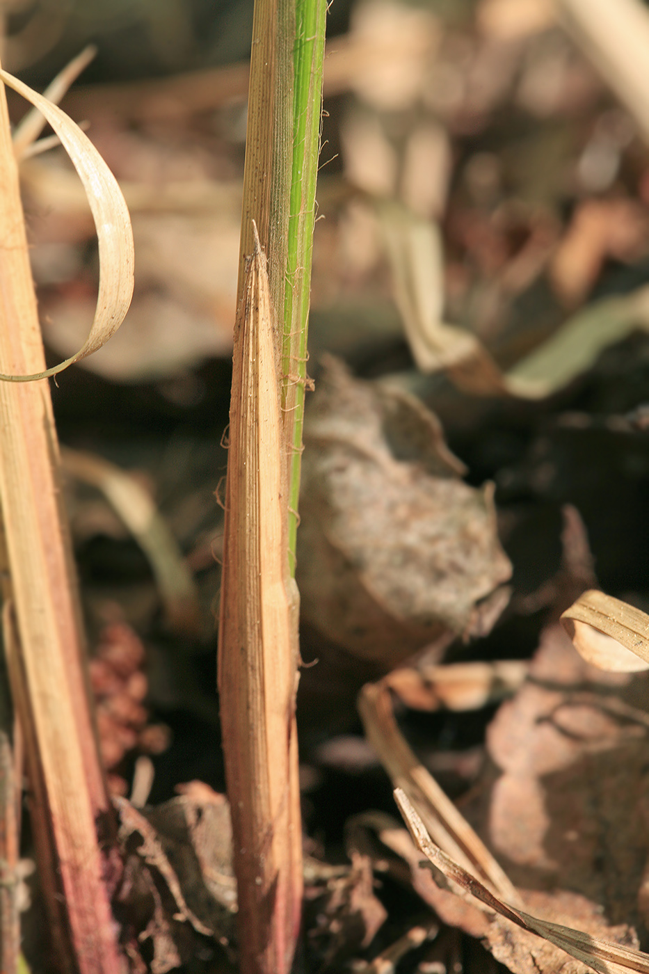 Image of Carex vesicaria specimen.