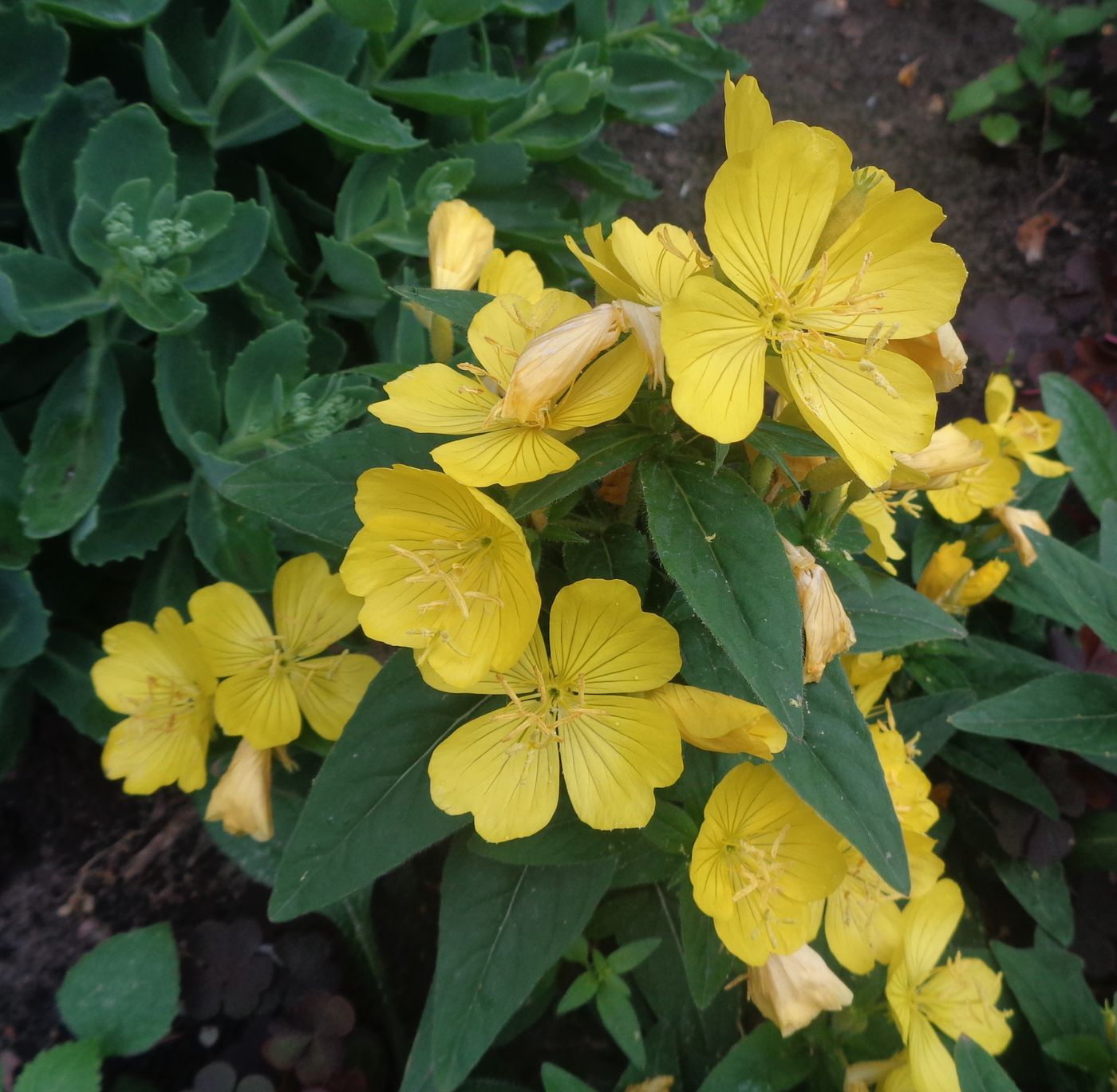 Изображение особи Oenothera tetragona.