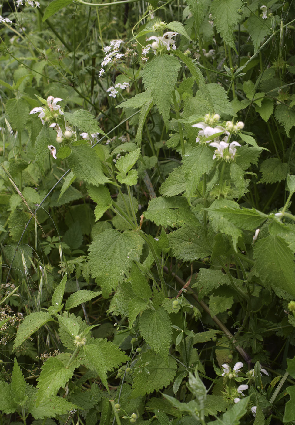 Image of Lamium flexuosum specimen.