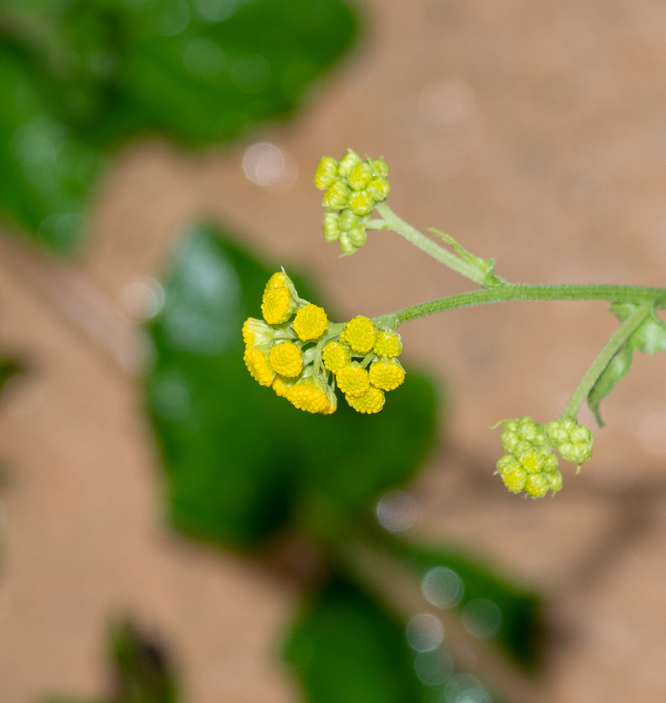 Изображение особи Nidorella resedifolia.