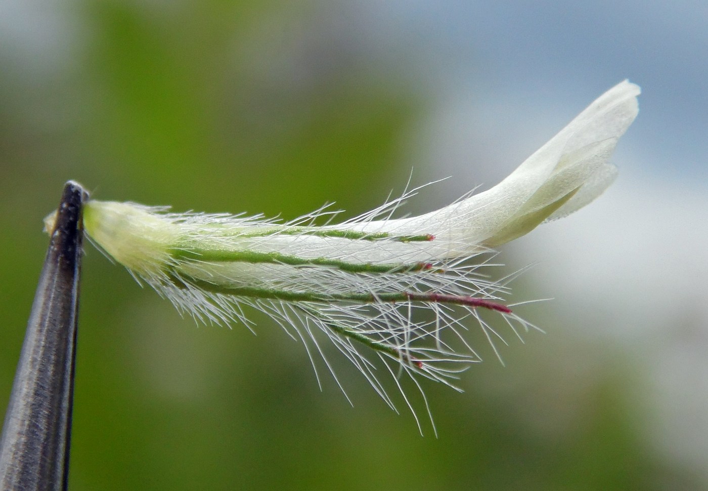 Image of Trifolium diffusum specimen.