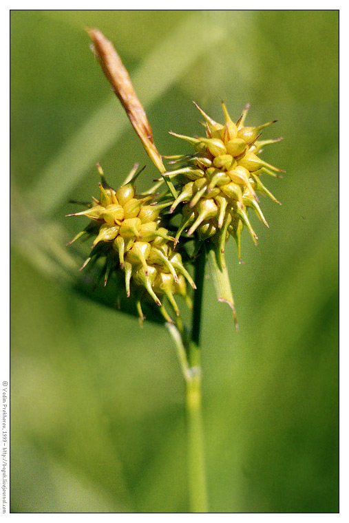 Image of Carex flava specimen.