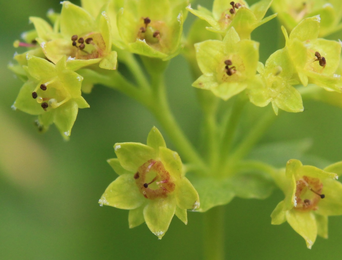 Изображение особи Alchemilla uralensis.