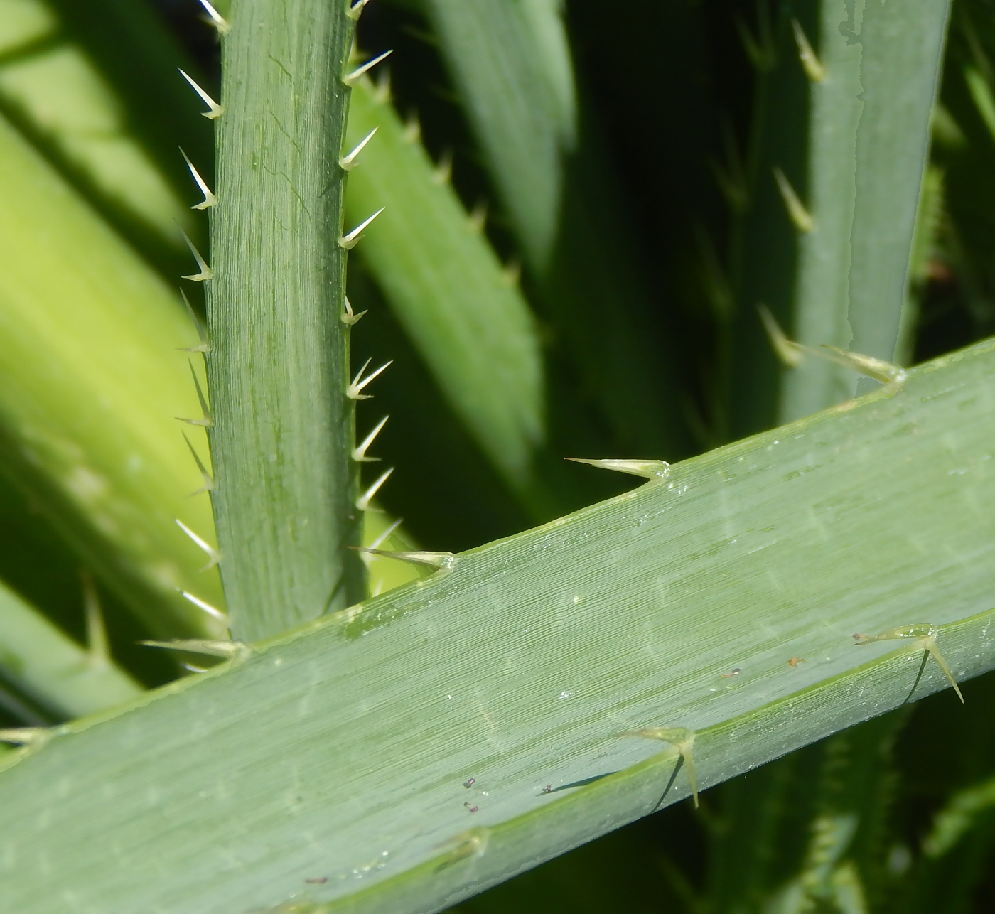 Image of genus Eryngium specimen.