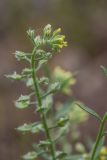 род Alyssum