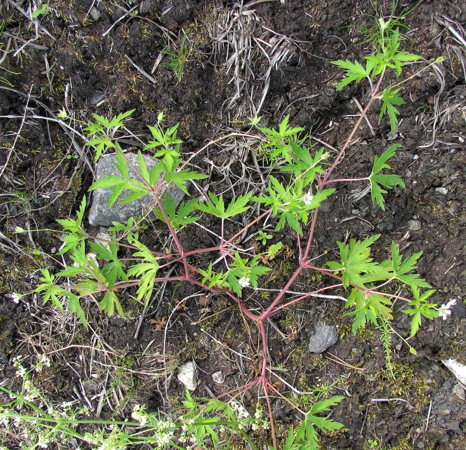 Image of Geranium sibiricum specimen.