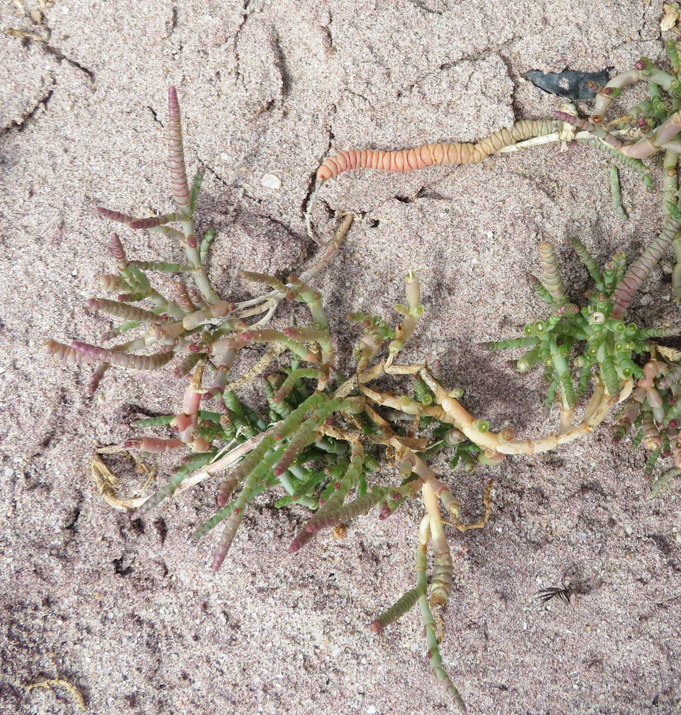 Image of Salicornia natalensis specimen.