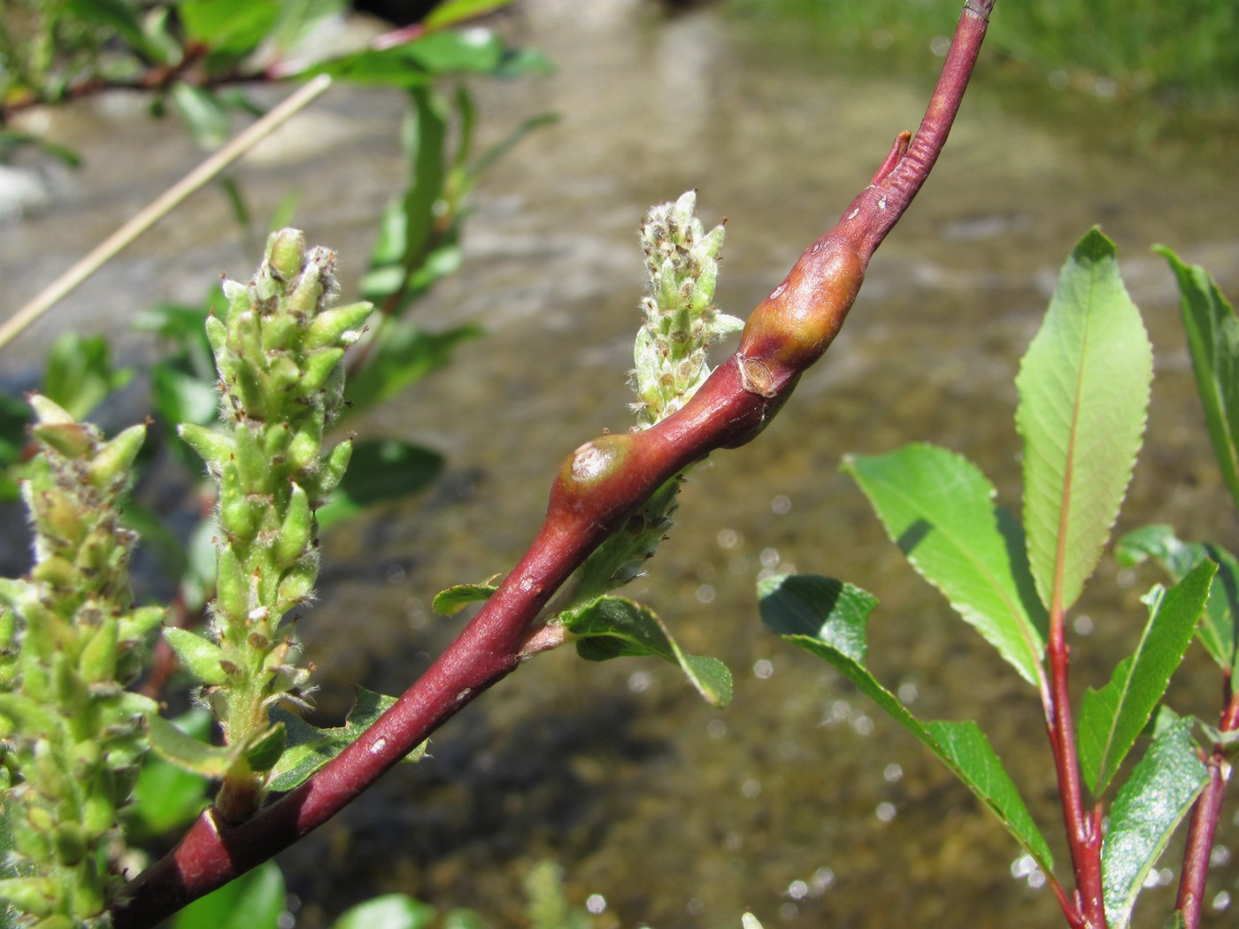 Image of Salix kazbekensis specimen.