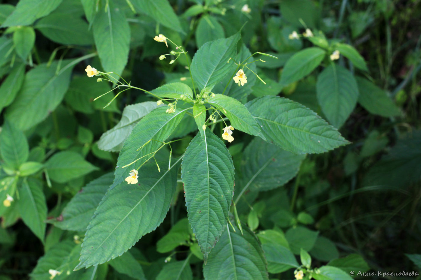 Image of Impatiens parviflora specimen.