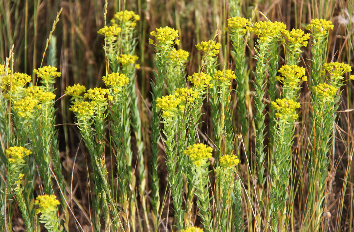 Изображение особи Euphorbia paralias.