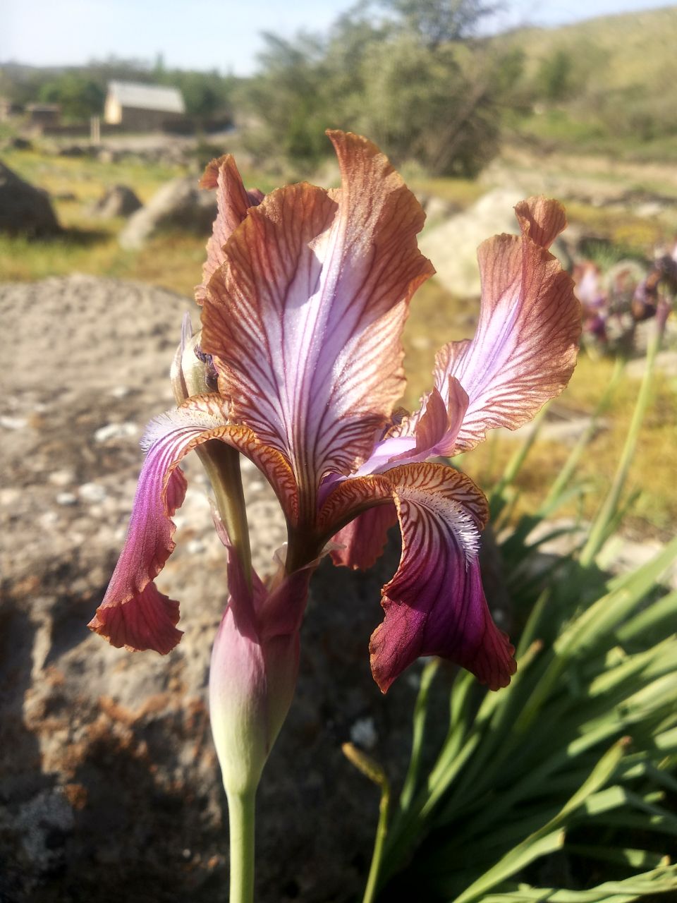 Image of Iris stolonifera specimen.