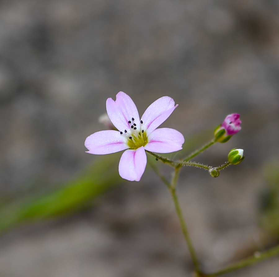 Image of Minuartia picta specimen.