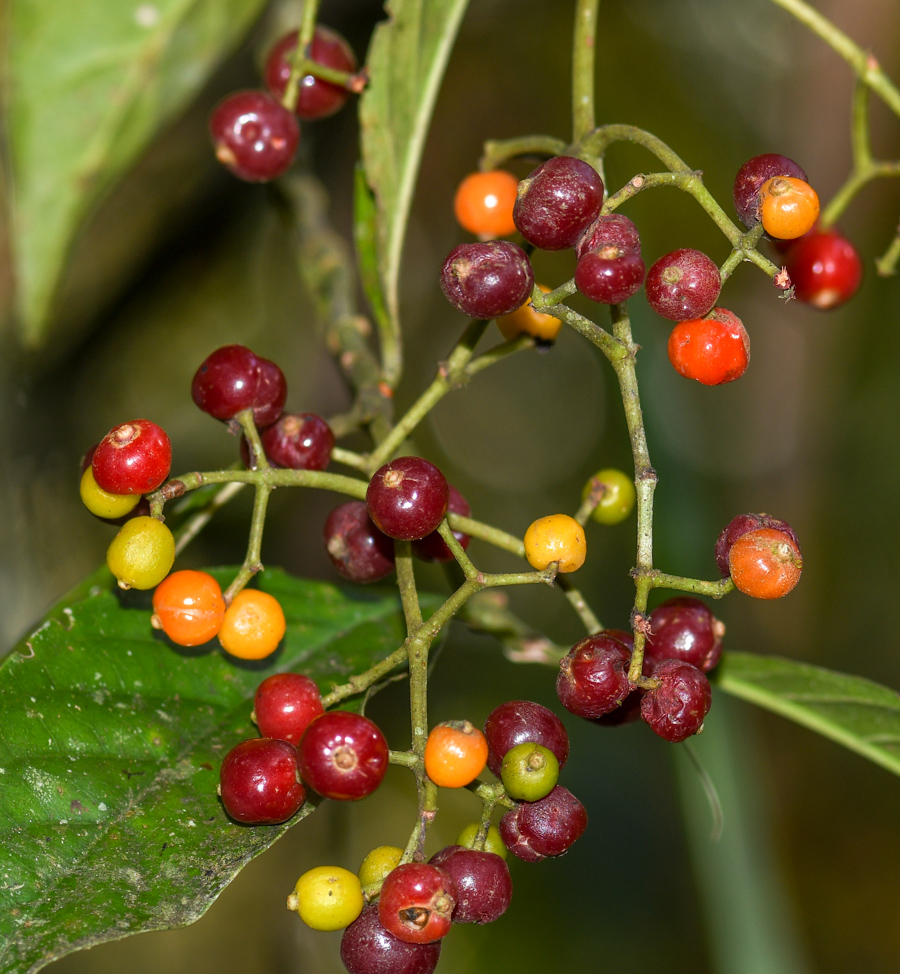 Изображение особи род Psychotria.