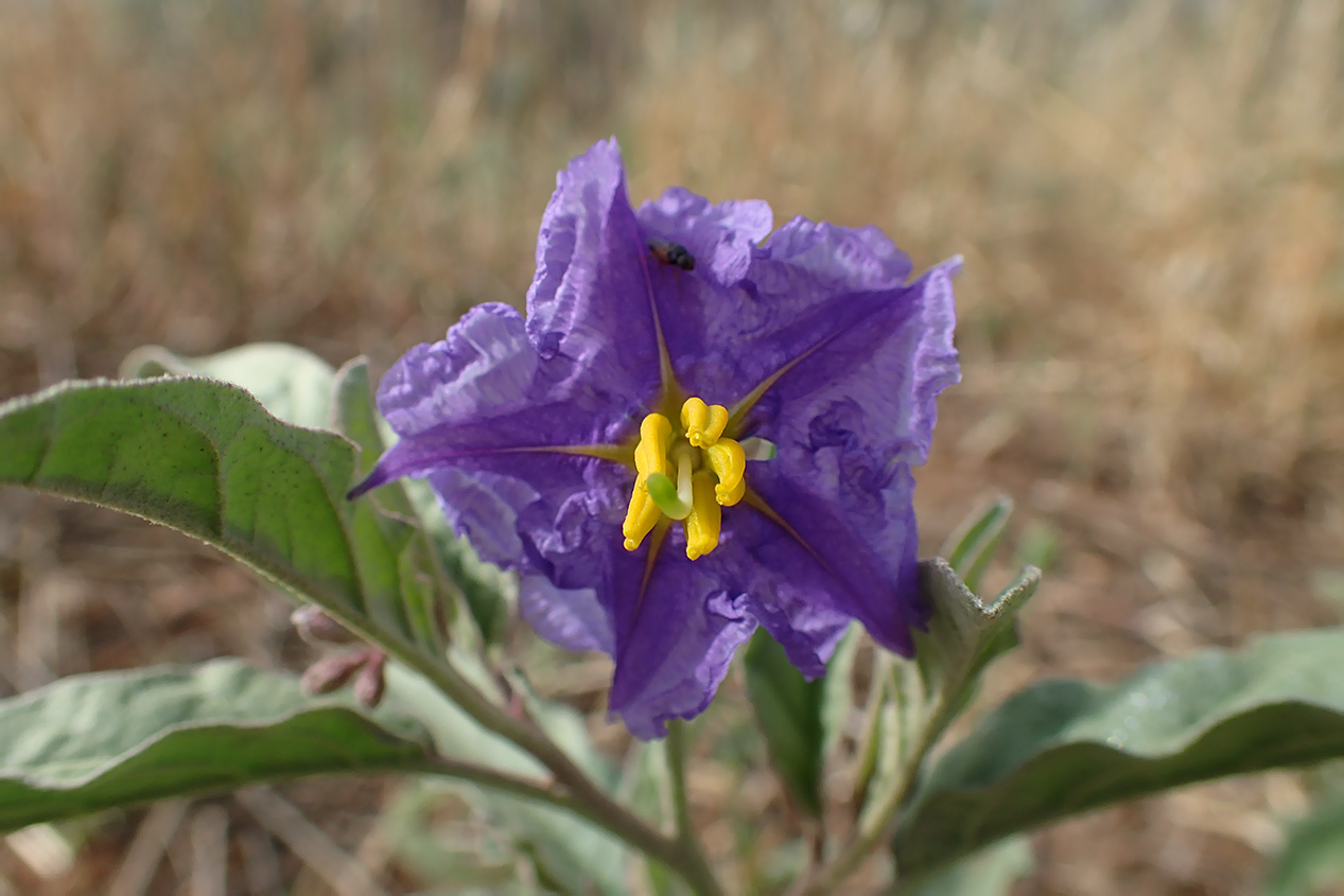 Изображение особи Solanum elaeagnifolium.