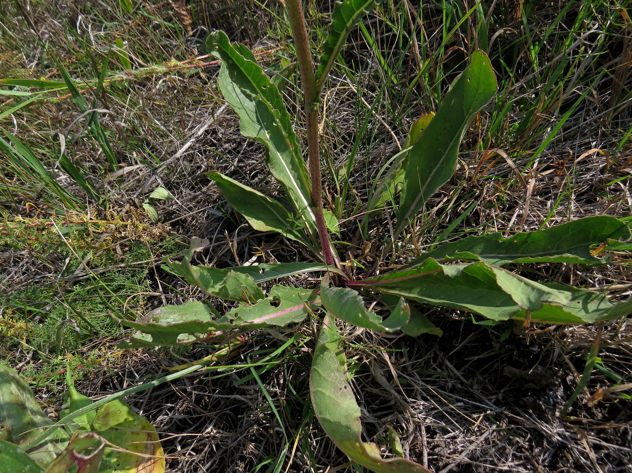 Image of Senecio paucifolius specimen.