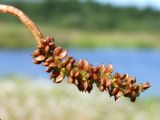 Potamogeton alpinus. Соплодие, извлечённое из воды. Магаданская обл., Ольский р-н, Клепкинская трасса, бассейн р. Танон, Танонская тундра, небольшое озеро. 21.08.2021.