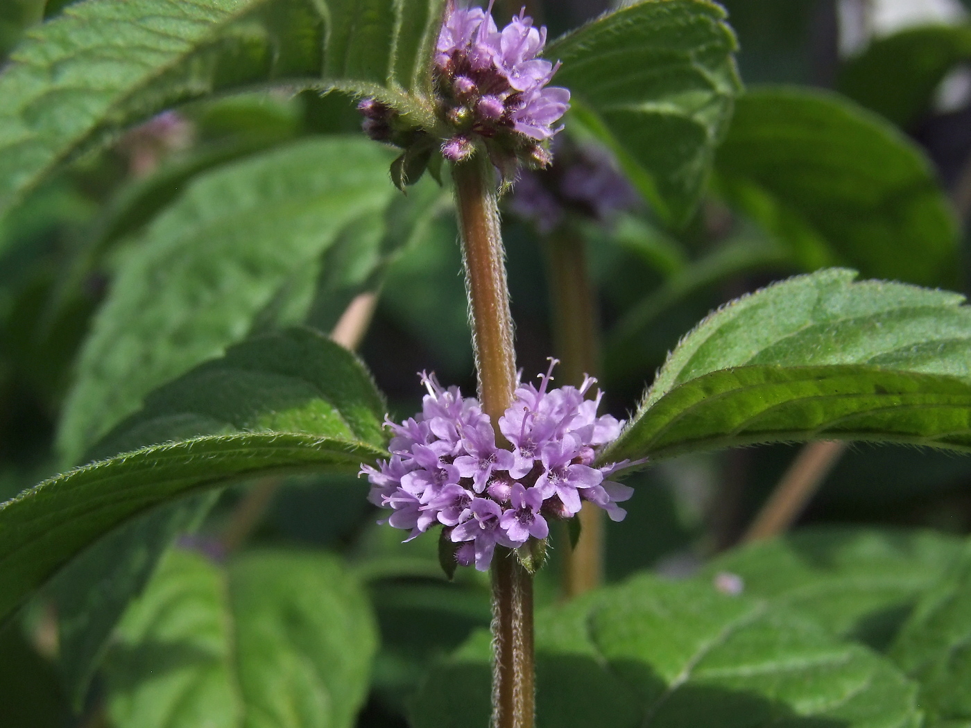 Изображение особи Mentha canadensis.