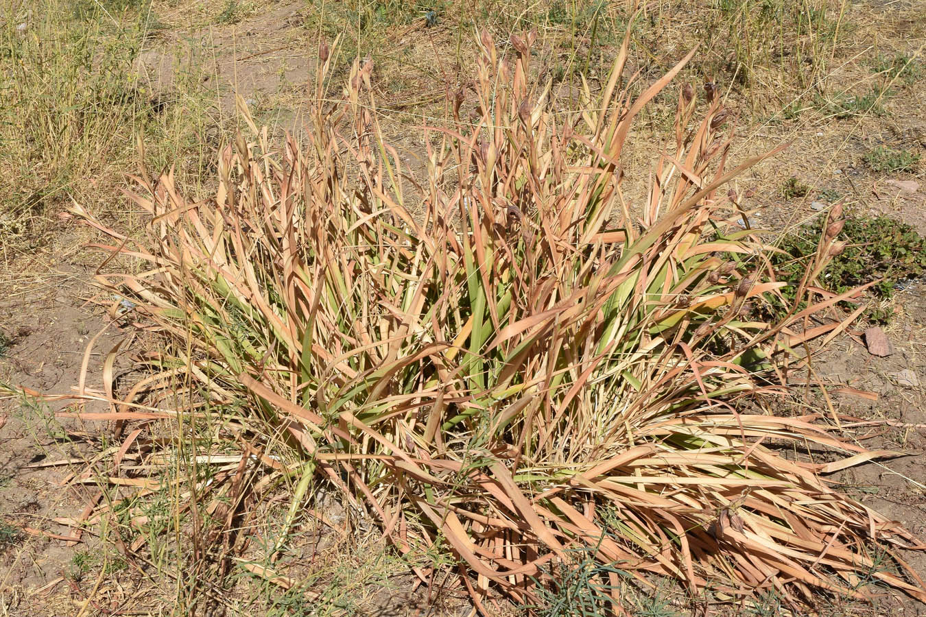 Image of Iris sogdiana specimen.