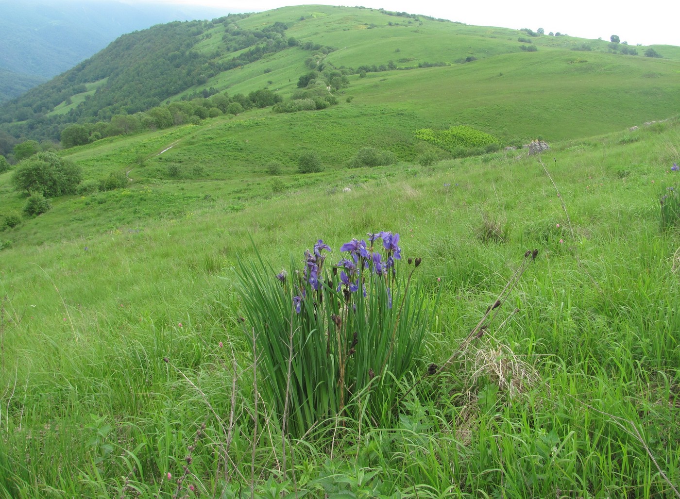 Image of Iris sibirica specimen.