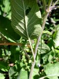 Salvia tomentosa