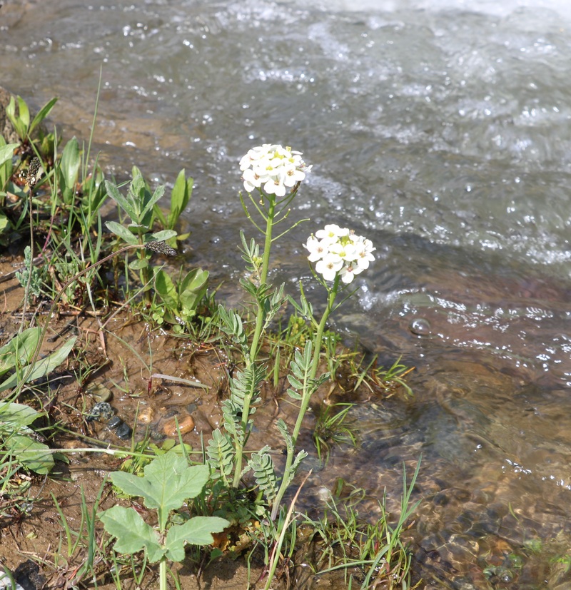 Image of Cardamine uliginosa specimen.