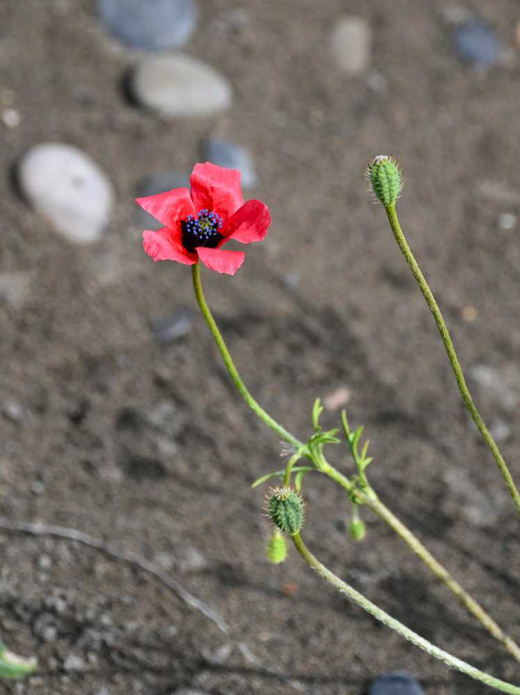 Image of Papaver hybridum specimen.