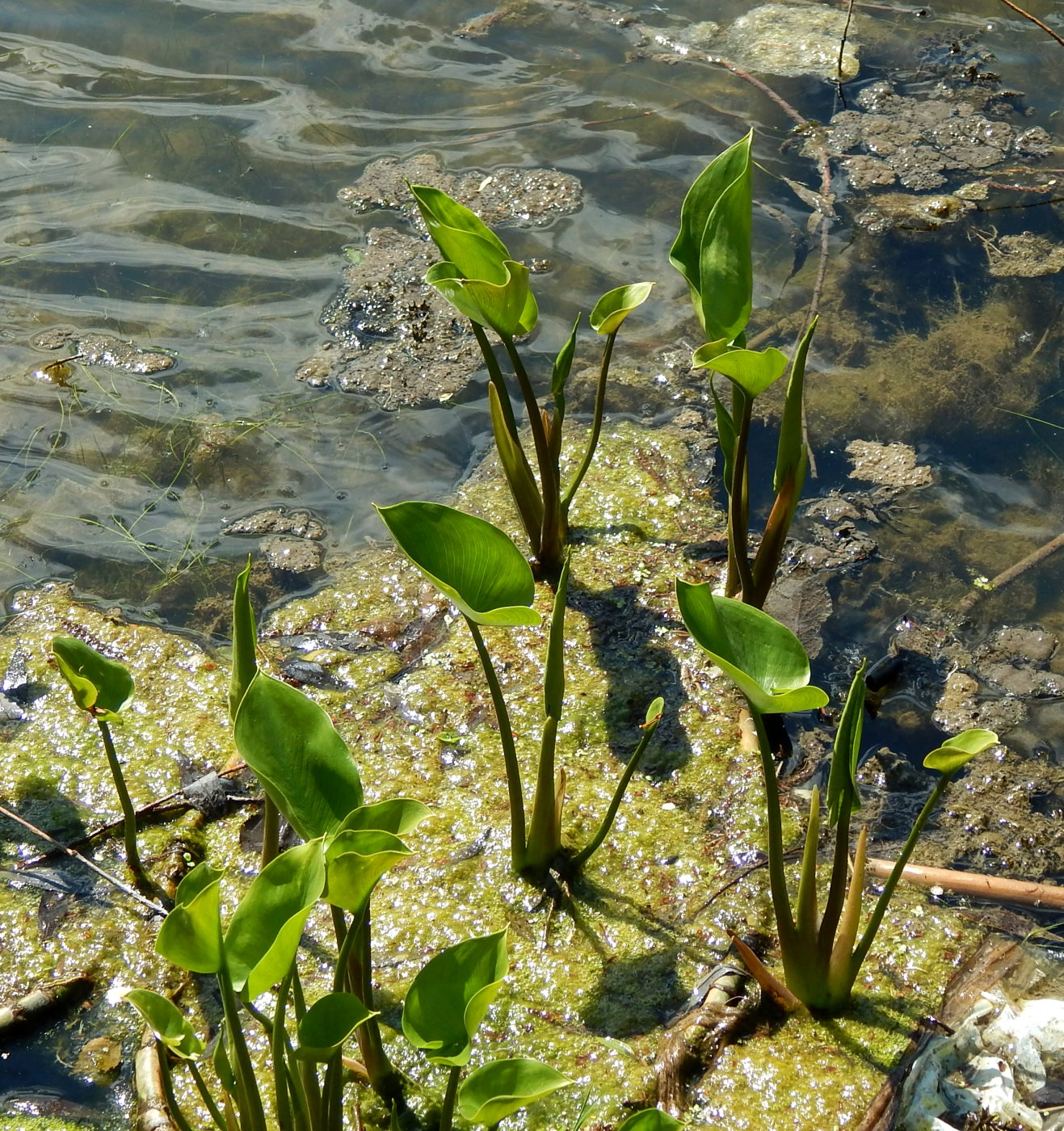 Изображение особи Calla palustris.