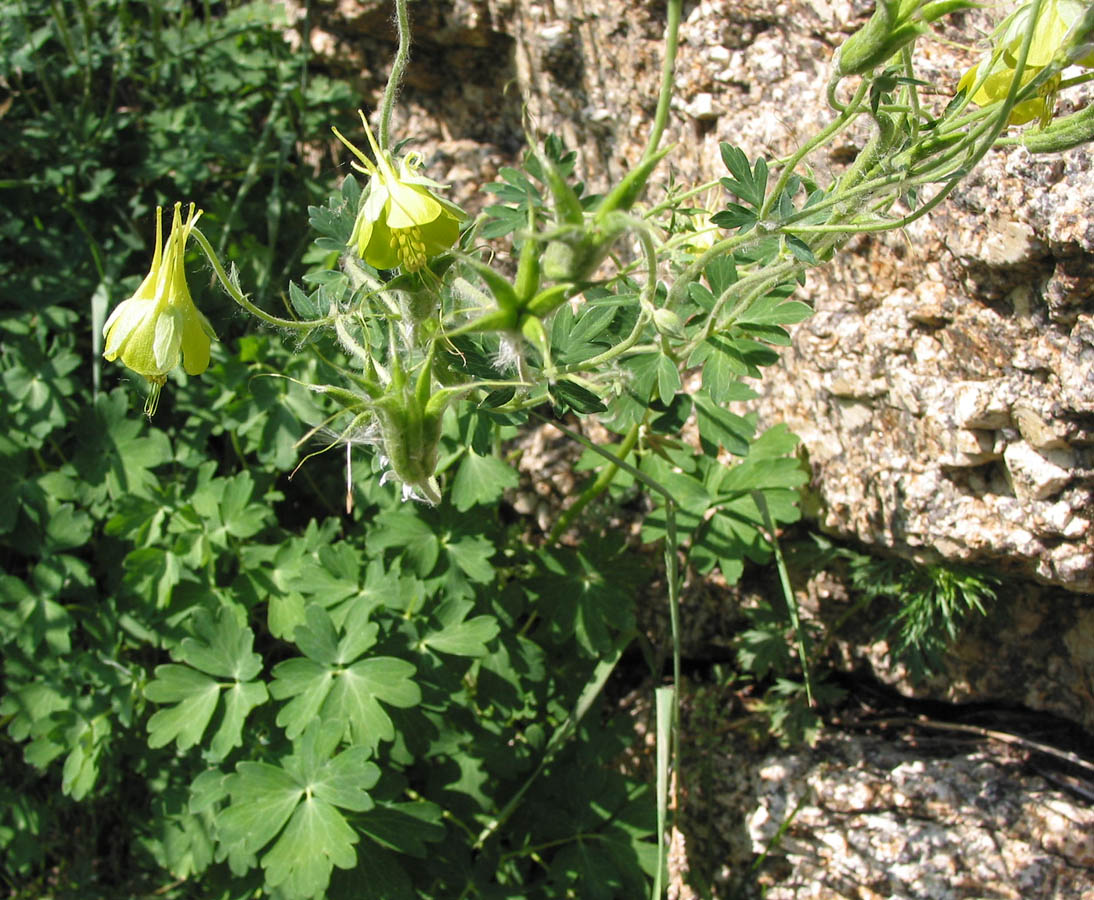 Изображение особи Aquilegia viridiflora.