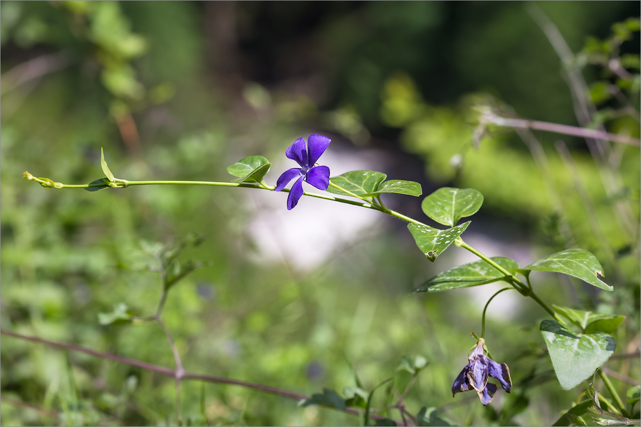 Изображение особи Vinca pubescens.