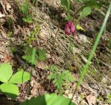 Dicentra formosa