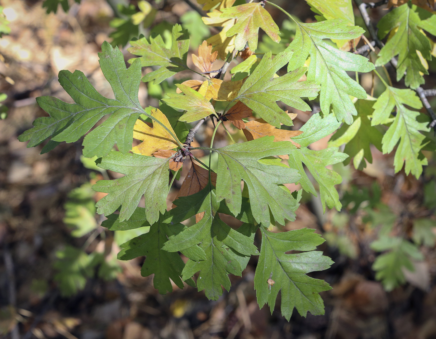 Изображение особи Crataegus monogyna.