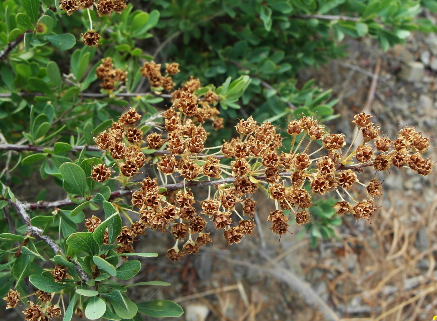 Image of Spiraea hypericifolia specimen.