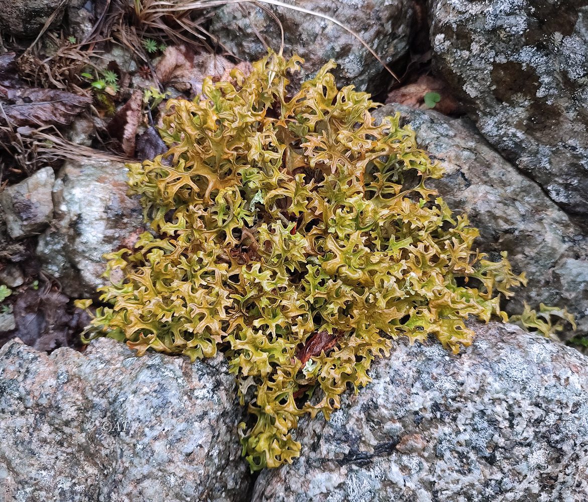 Image of Cetraria islandica specimen.