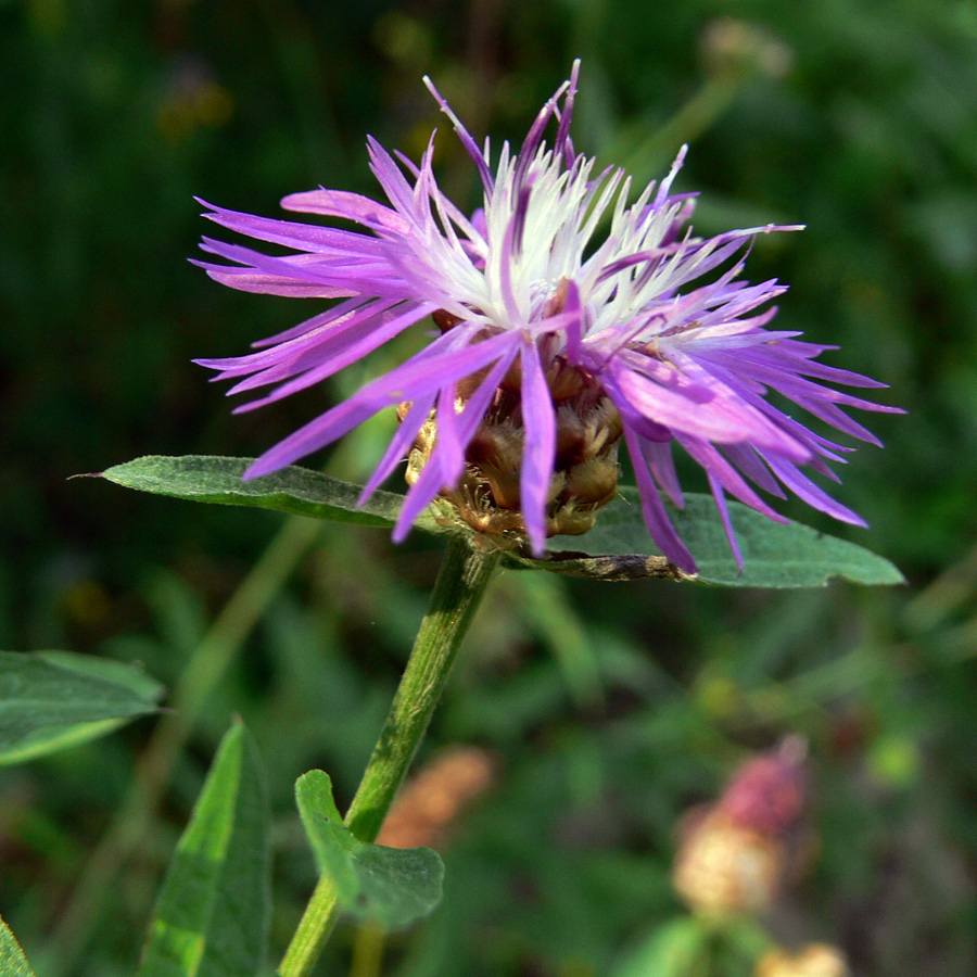 Image of Centaurea jacea specimen.